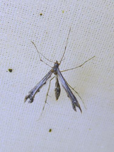 Amblyptilia sp.